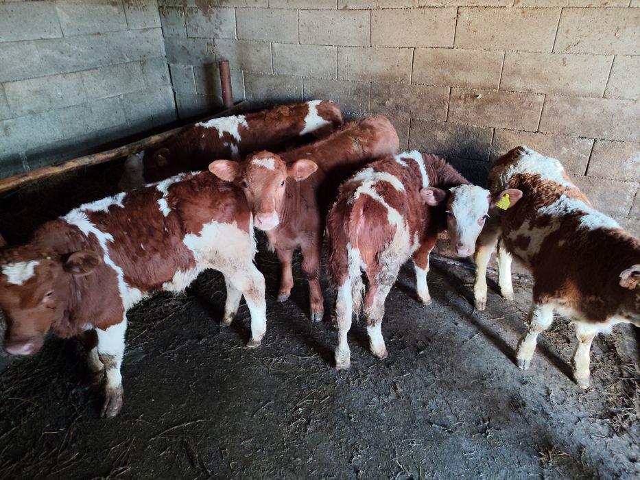 Vând vitei intarcati