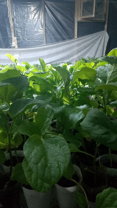 Продам рассаду овощей