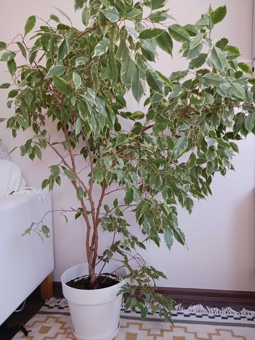 Продавам Бенджамин, растение, дърво