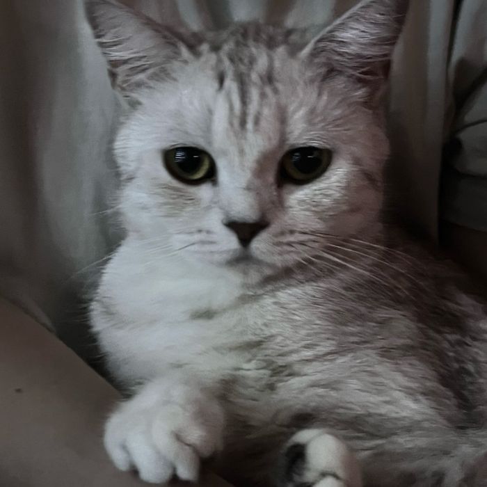 Кошка