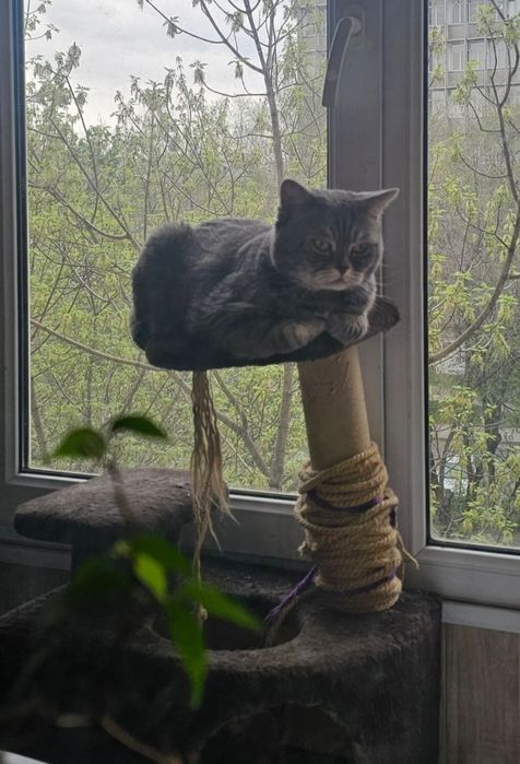 Срочно отдам кота в добрые руки