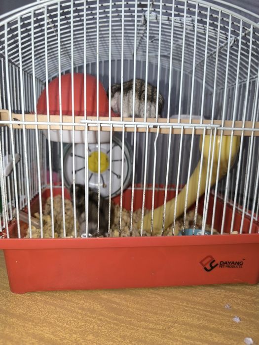 Джунгарики хомяки.