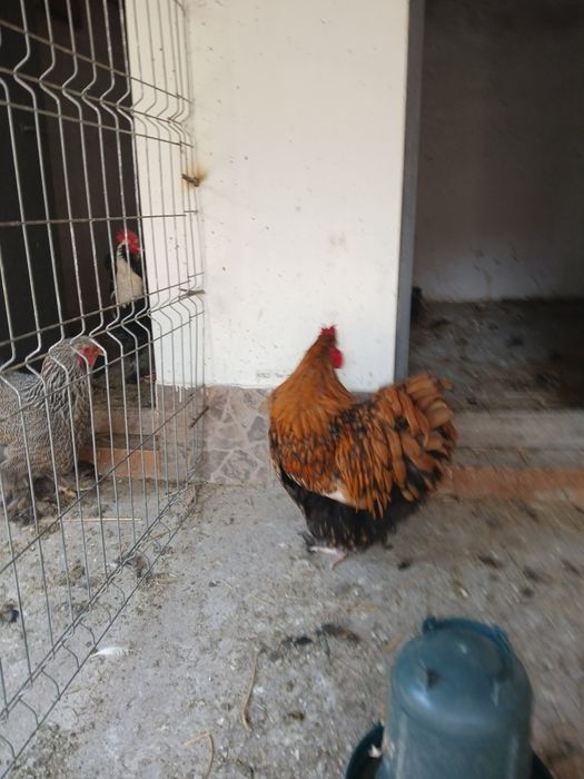 Vănd cocoș orpington