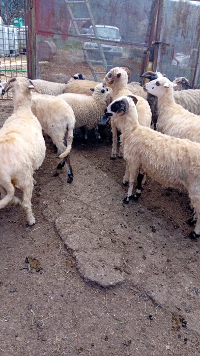 Oi de vanzare Sacele