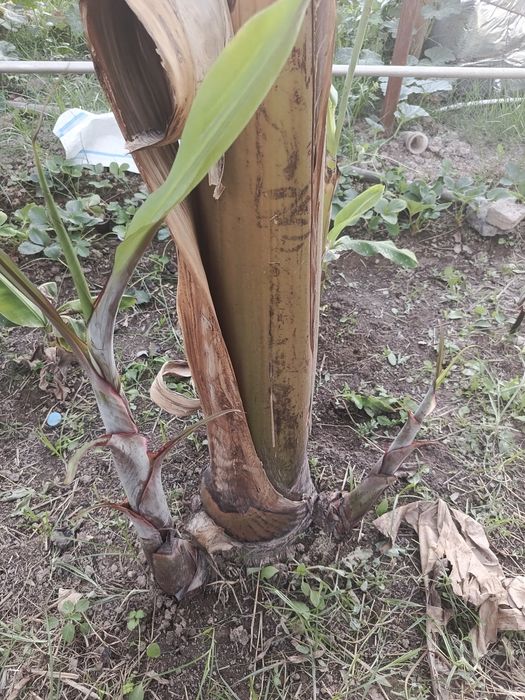 Karalivski banan Qizil banan Karlik pakana papaya koʻchatlari OPTOM