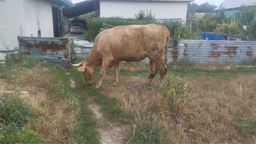 Продам дойных коров