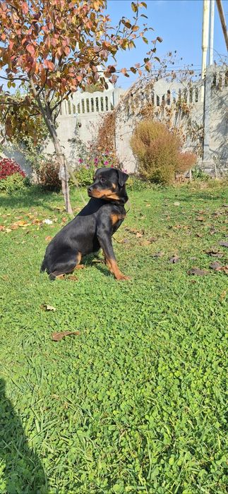 Ротвейлер девочка 1.5 года