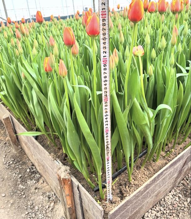 Свежие тюльпаны оптом Павлодар