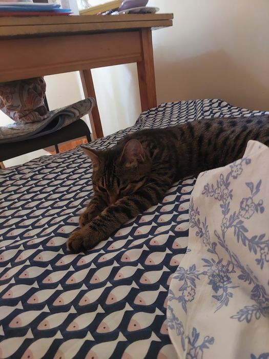 Бесплатно Котик ищет дом