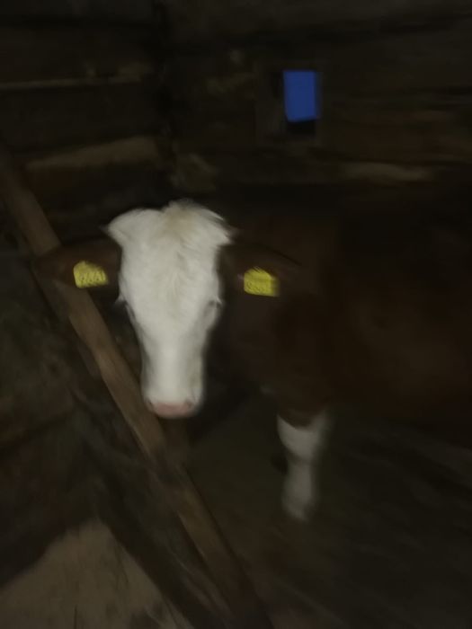 Vitea de 6 luni baltata