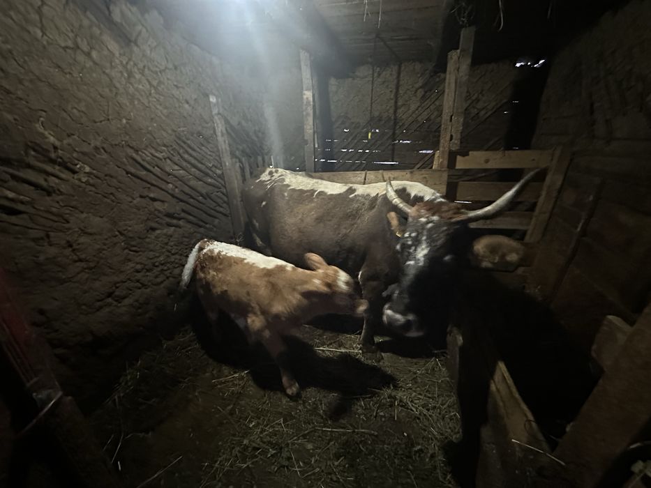 Vaca si vitel de vanzare