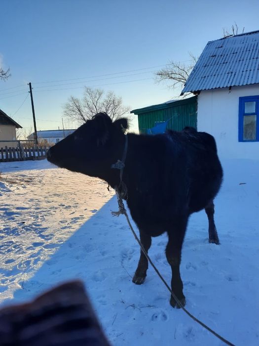 Продам корову 650 000.