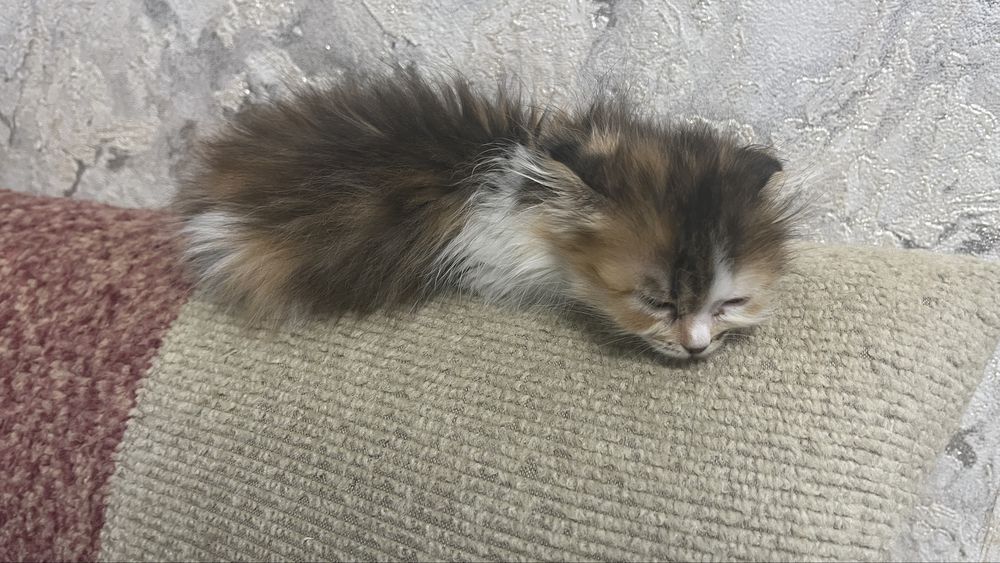 Отдам в хорошие руки