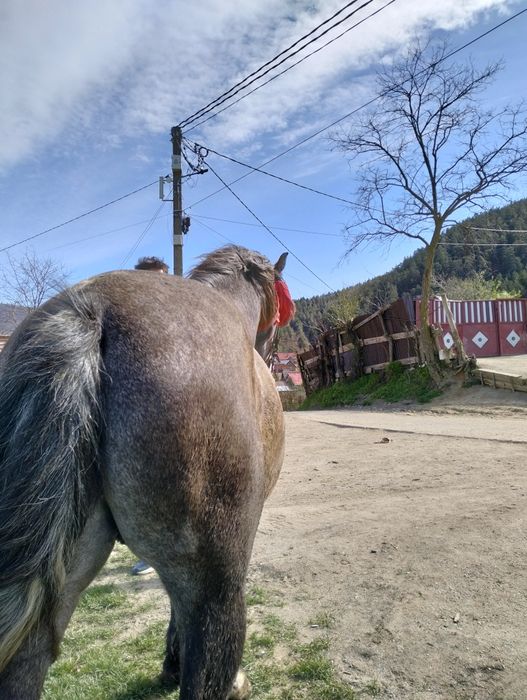 Vand.cal sau schimb 4 ani