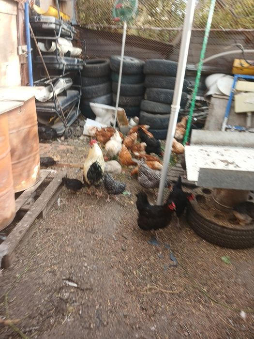 Продам домашних курей