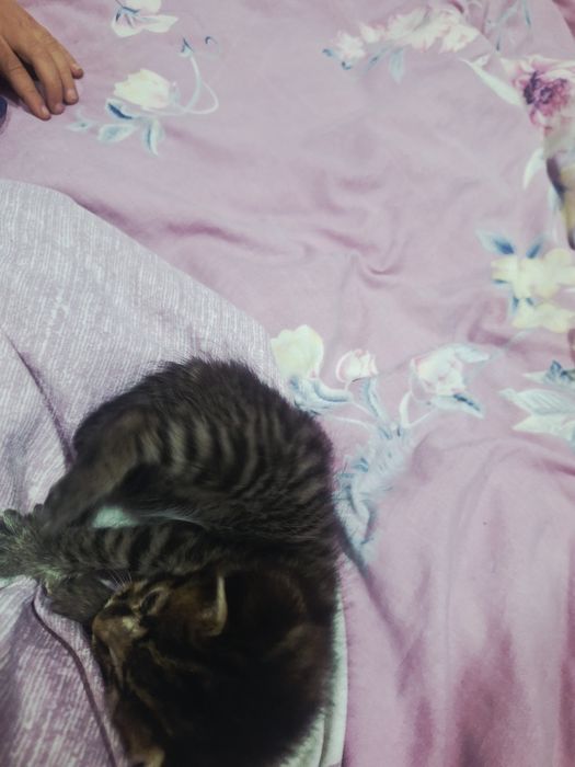 Кошка мальенкая,срочно отдам