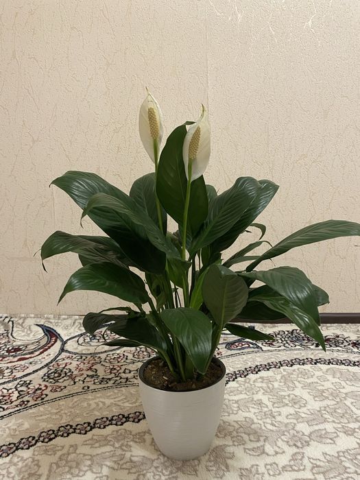 спатифиллум женское счастье