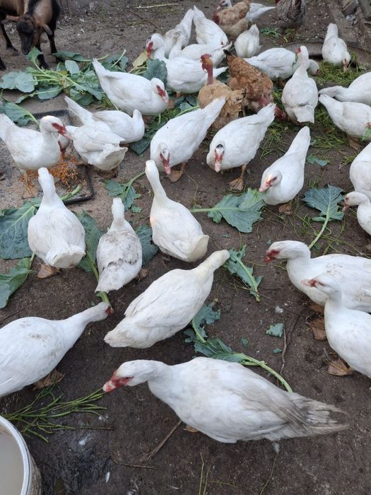 Vand rate  crescute la țară bio