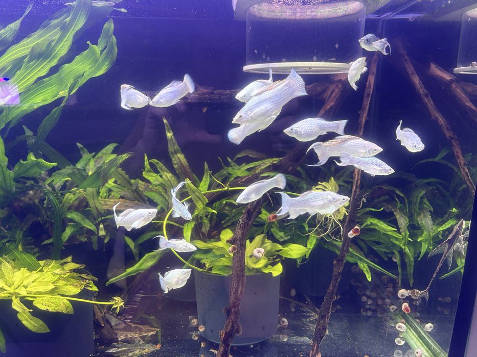 Моллинезия Велифера платина