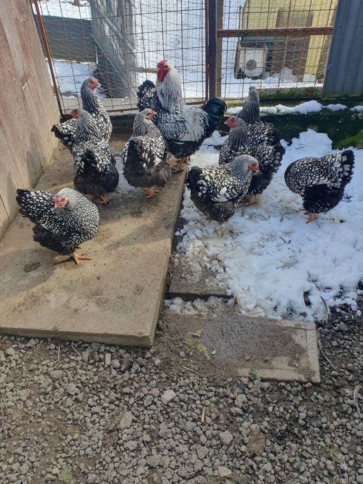 Ouă pt incubat  rasa Wyandotte