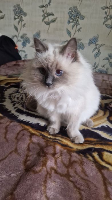 Отдам хорошие руки