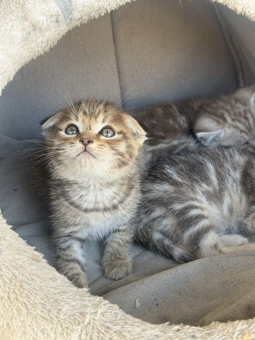 котята пародисти
