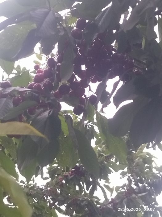 Черешня калированая