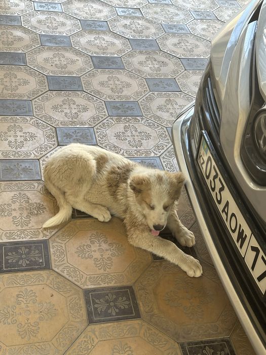 Боец сатылады 1 жас 7 ай!