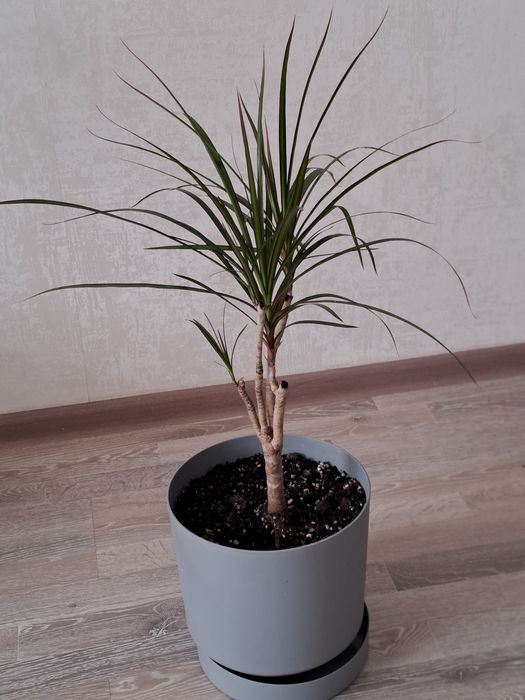 Dracaena marginata