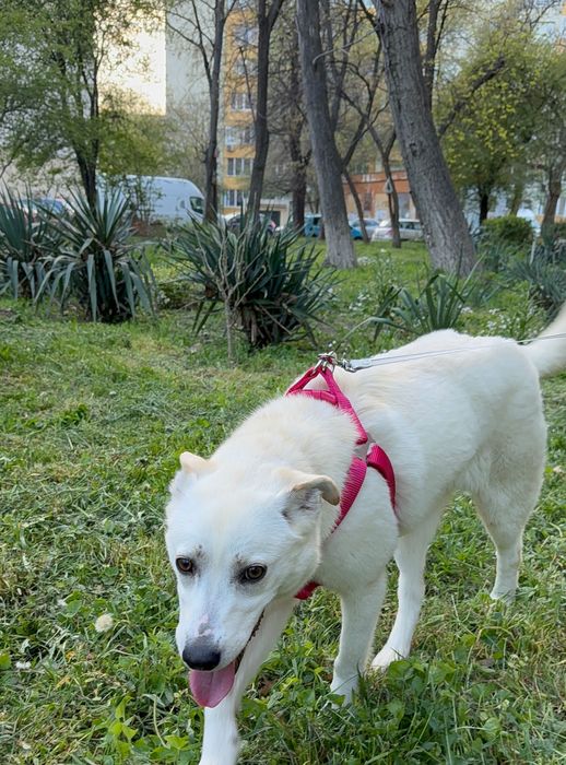 Търси дом! Здравейте, това е Айра