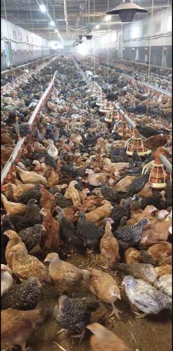 Pui alb de carne si pui rasa mixta