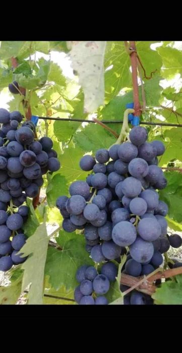 Butasi de vită de vie de anul 2 și de anul 3