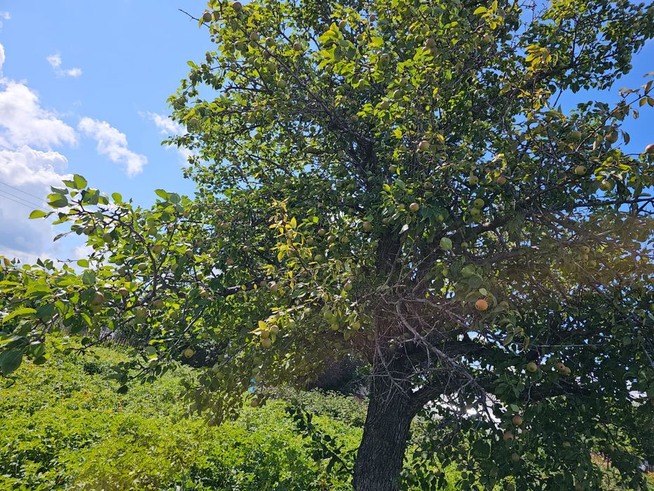 Продам дачу в саду "Клён"