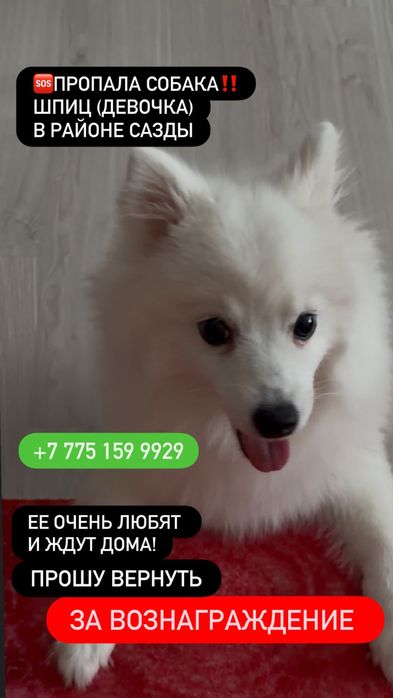 Пропала собака. Белая, шпиц