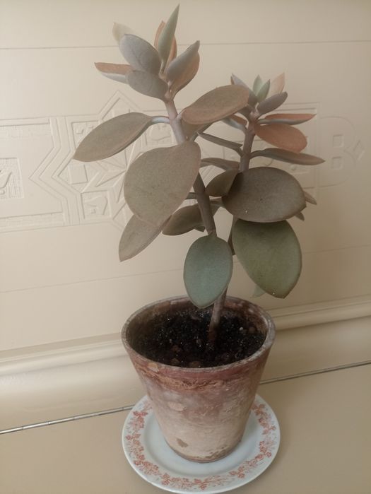 Суккуленты продам