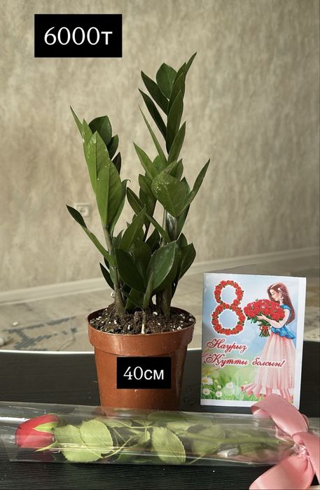 Гүлдер сатылады свежие