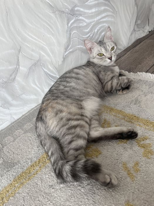 Приютим кошечку