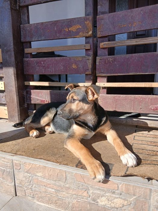 Donez metis ciobănesc german 5 luni