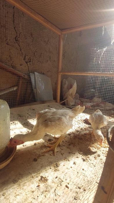 1+1 Ko shamo joʻjalari sotiladi