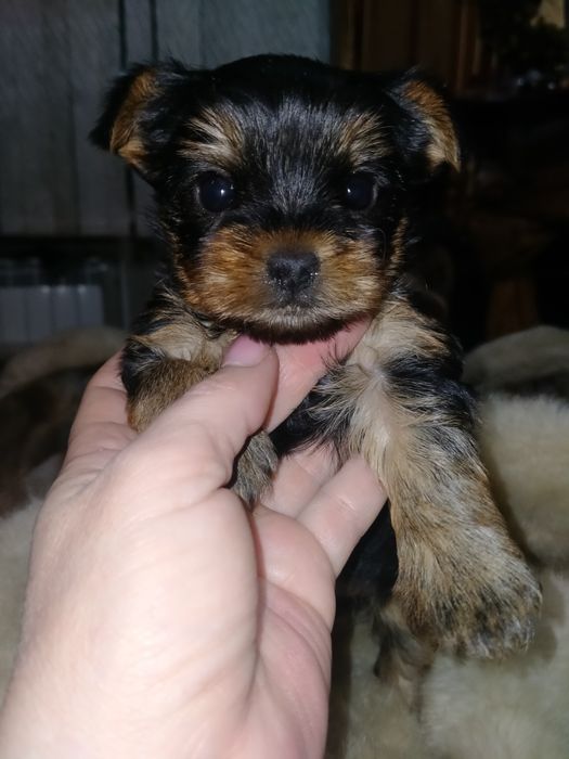 Йоркширский терьер