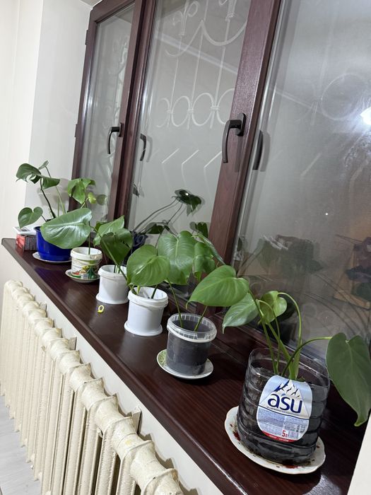 Цветы комнатные монстера