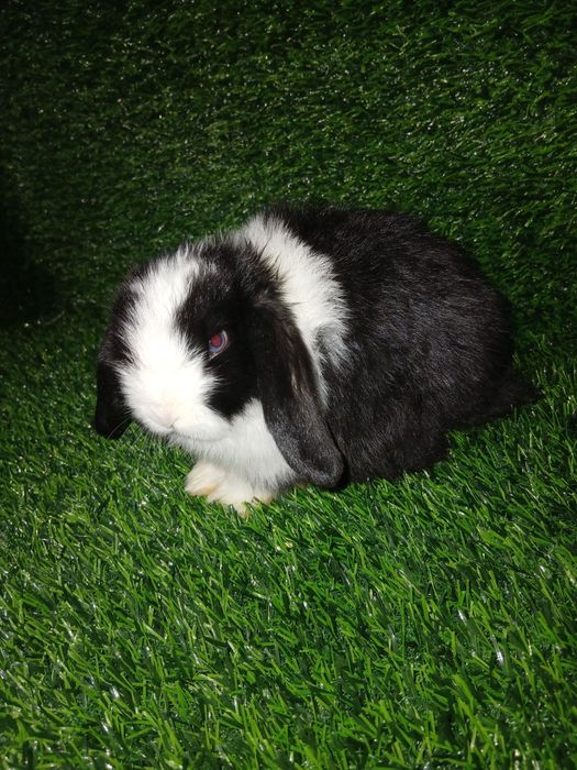 Quyonchalar. Dekaratif quyonlar