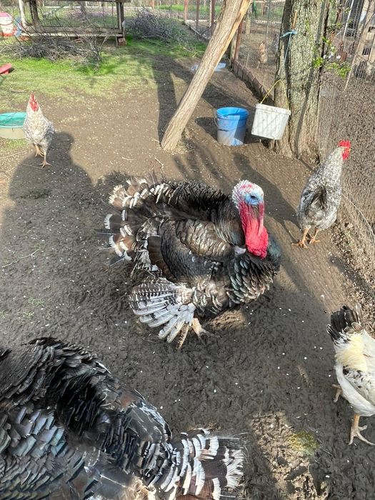 Curcani crescuti in libertate si hraniti cu cereale