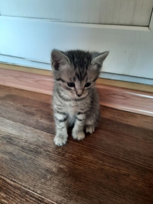 Очаровательные котята