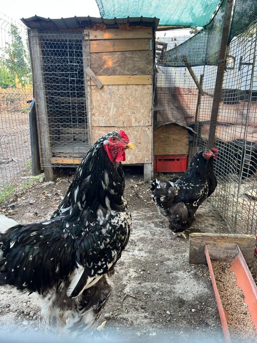 Găini și Cocoși Brahma + Australorp – Exemplare foarte frumoase