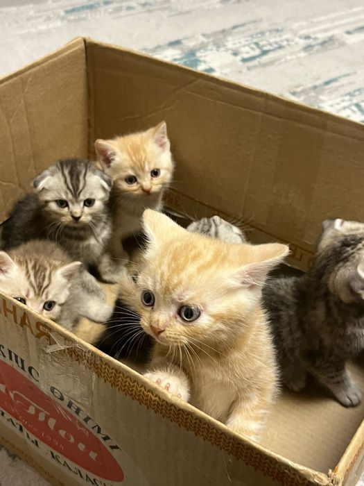 Котята британцы шотландцы