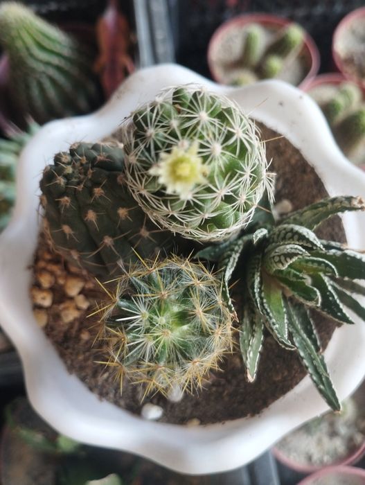 Калекцион кактусладан композиция.