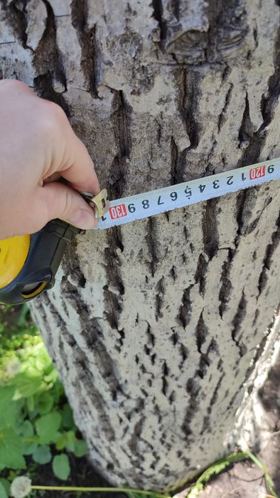 Продам дерево орех на спил.