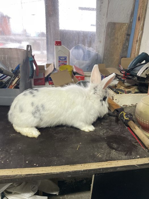 Продам кроликоков