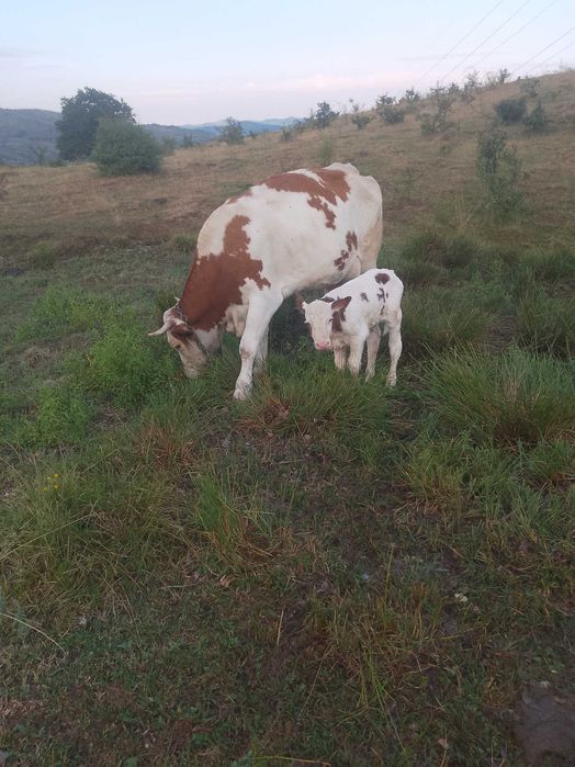 Vând vițel mascul